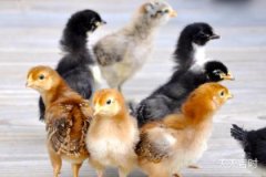 2017年几月份的鸡命好——从生肖属鸡每个月出生者的运势之分析