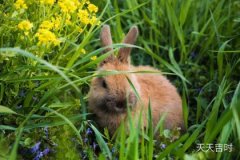 【揭秘】75年属兔是什么命？属兔人的性格和综合运势大揭秘！