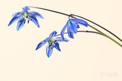 女天蝎座与射手座男婚配:激情与挑战的交织