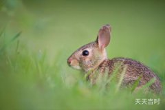 了解兔生肖年份，探秘不同年份的兔子特点
